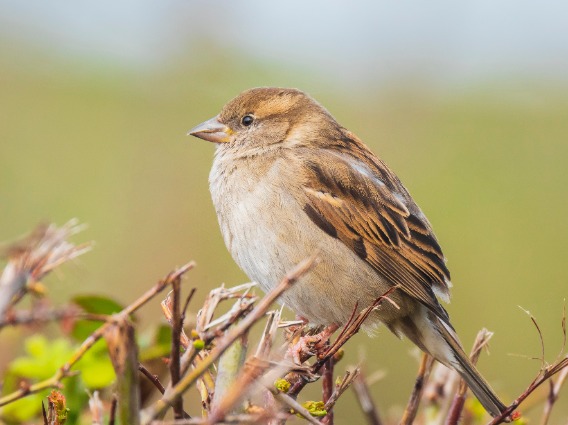 Close up of brown bird on bush